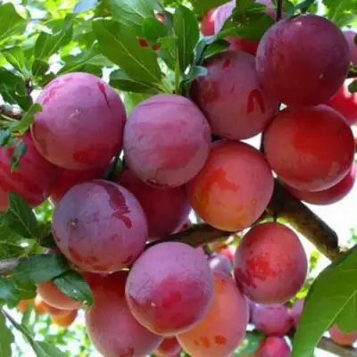 Слива НЕКТАРИННАЯ АРОМАТНАЯ в Рогачеве