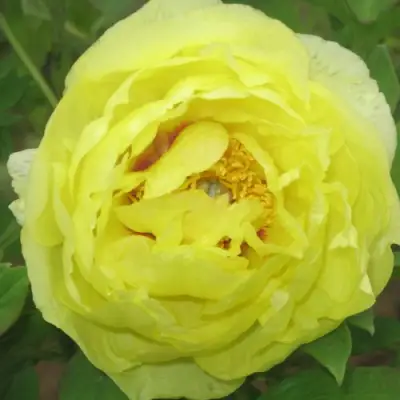 Пион ЗОЛОТО ПОДНЕБЕСНОЙ древовидный в Рогачеве