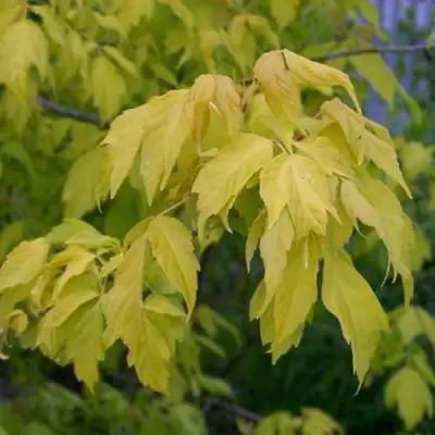 Клен ясенелистный в Рогачеве