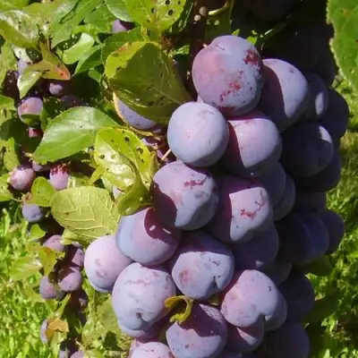 Слива НАГРАДА НЕМАНСКАЯ в Рогачеве