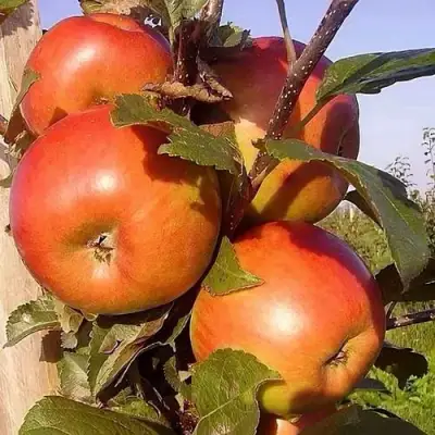 Яблоня ФРИДОМ в Рогачеве