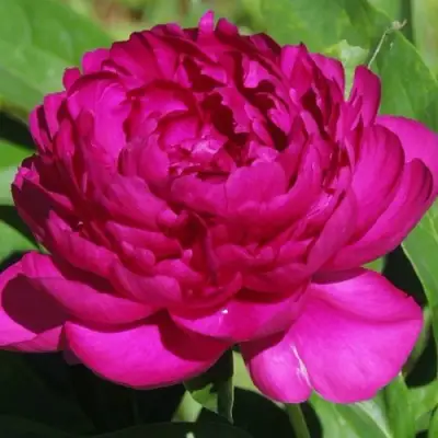 Пион БАРХАТ НОЧИ травянистый в Рогачеве