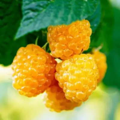 Малина МЕДОВАЯ в Рогачеве