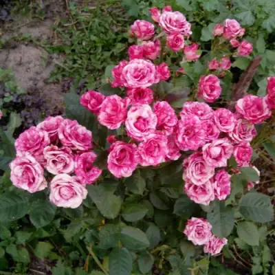 Роза ФЛЕШ ДАНС спрей в Рогачеве