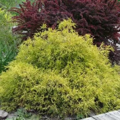 Кипарисовик ГОЛДЕН МОП горохоплодный в Рогачеве