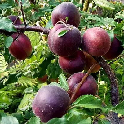 Шарафуга БЕЛЛА РОЯЛЬ в Рогачеве