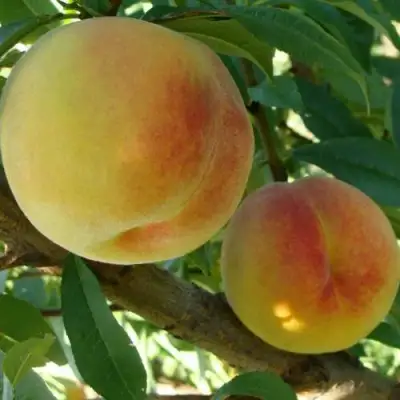 Персик ДОНЕЦКИЙ ЖЕЛТЫЙ в Рогачеве