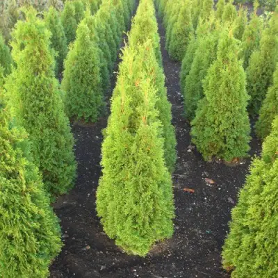 Туя САННИ СМАРАГД западная  в Рогачеве