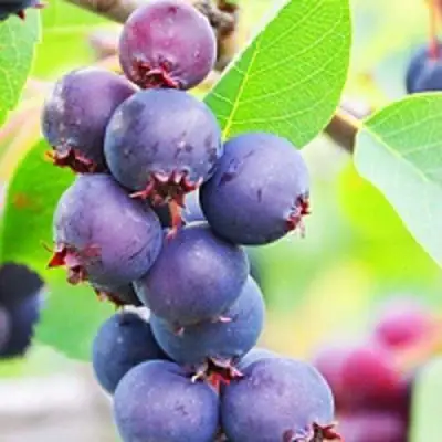 Ирга СМОУКИ в Рогачеве