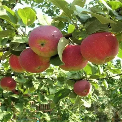 Яблоня ОРЛИК в Рогачеве