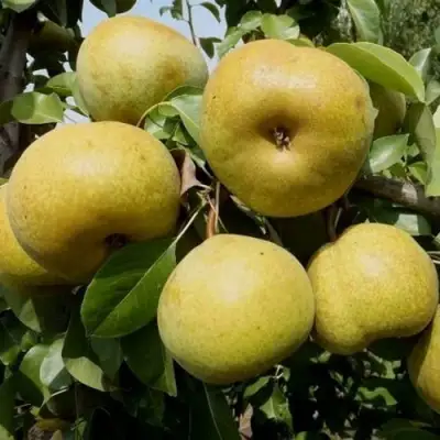 Груша ПЛАТОНОВСКАЯ в Рогачеве