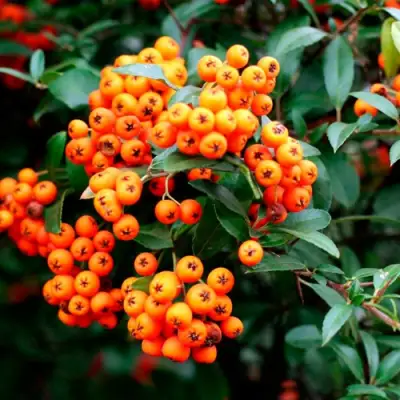 Пираканта ОРАНЖ ГЛОУ в Рогачеве