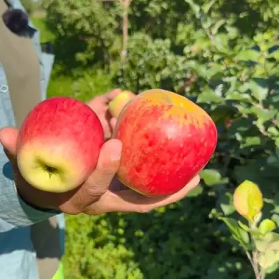 Яблоня БЛАГАЯ ВЕСТЬ в Рогачеве