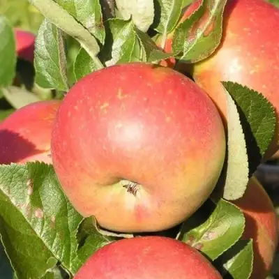 Яблоня РЕДКРАФТ в Рогачеве