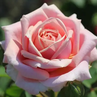 Роза ФРЕДЕРИК МИСТРАЛЬ чайно-гибридная в Рогачеве