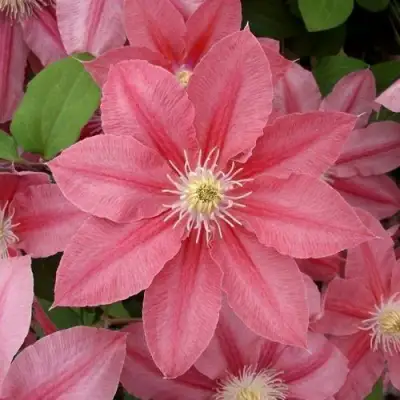 Клематис ЛИТЛ МЕРМЕЙД в Рогачеве