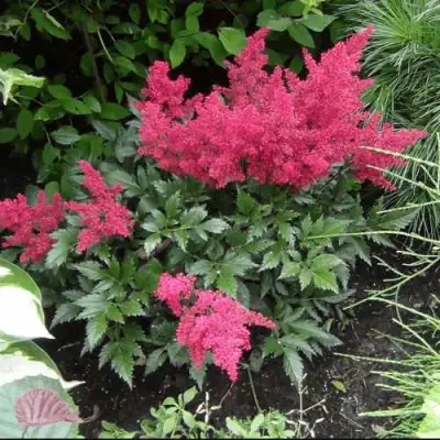 Астильба БОНН японская в Рогачеве