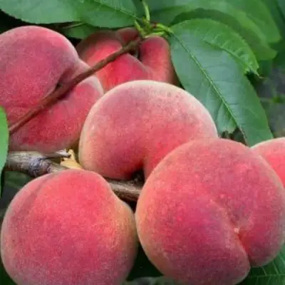 Персик ЮБИЛЕЙ СТОЛИЦЫ колонновидный в Рогачеве