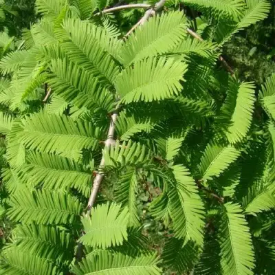 Метасеквойя  ГЛИПТОСТРОБОИДНАЯ  в Рогачеве