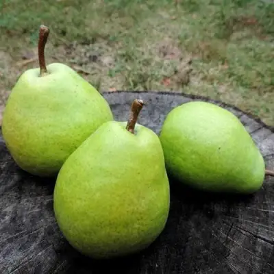 Груша БЕРЕ ЛЮКА в Рогачеве