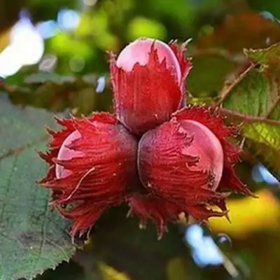 Фундук КРАСНЫЙ ЯНТАРЬ в Рогачеве