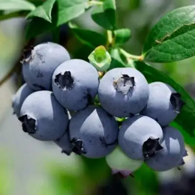 Голубика СИЕРРА в Рогачеве