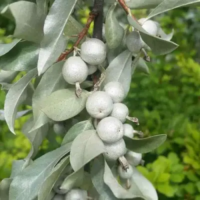 ЛОХ СЕРЕБРИСТЫЙ в Рогачеве