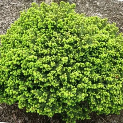 Ель ЛИТЛ ДЖЕМ обыкновенная в Рогачеве