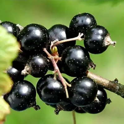 Смородина чёрная ЦЕРЕРА в Рогачеве