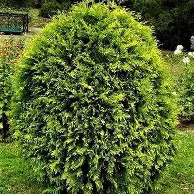 Туя ТИП ТОП западная в Рогачеве