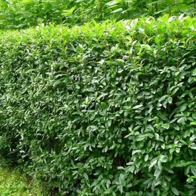 Бирючина обыкновенная в Рогачеве