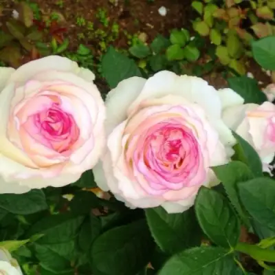 Роза ДОЛЬЧЕ ВИТА чайно-гибридная в Рогачеве