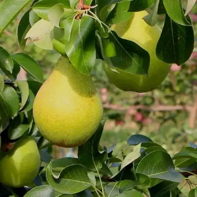 Груша ДОБРЯНКА в Рогачеве