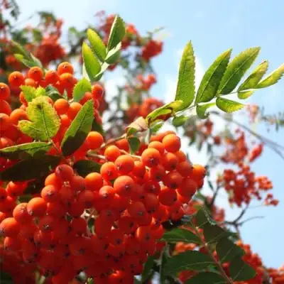 Рябина ВЕФЕД сладкоплодная в Рогачеве