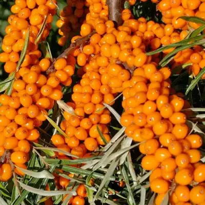 Облепиха ЕЛИЗАВЕТА в Рогачеве