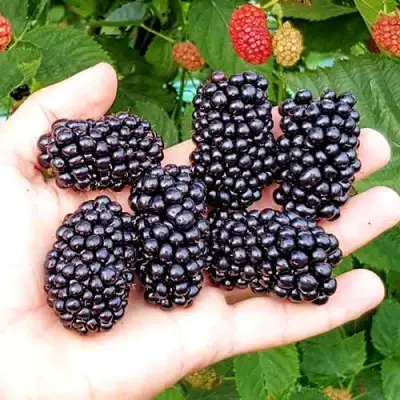 Ежевика ОУАЧИТА бесшипная  в Рогачеве