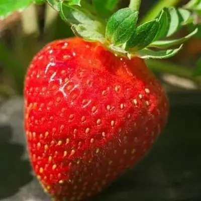 Клубника АЛЬБА в Рогачеве