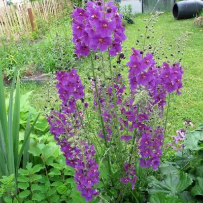 Коровяк ВИОЛЕТТА (вербаскум) в Рогачеве