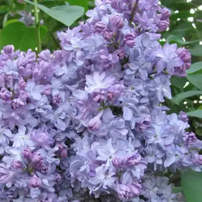 Сирень НЕБО МОСКВЫ в Рогачеве