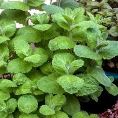 Мята яблочная в Рогачеве
