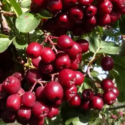 Рябина ГРАНАТНАЯ сладкоплодная в Рогачеве