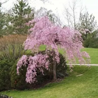 Сакура КИКУ ШИДАРЕ в Рогачеве
