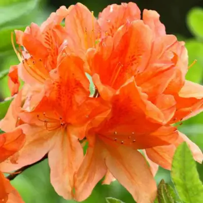 Азалия ГЕЙША ОРАНЖ японская в Рогачеве