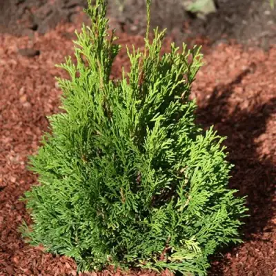 Туя МИКИ западная в Рогачеве