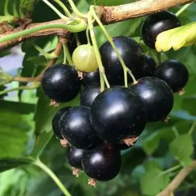 Смородина чёрная ДАБРАДЗЕЯ в Рогачеве