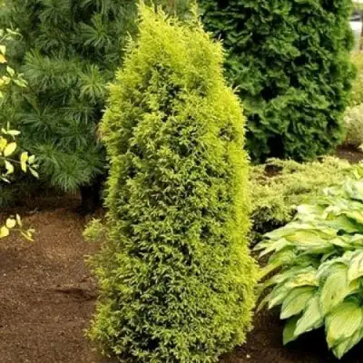 Можжевельник ГОЛД КОН обыкновенный в Рогачеве