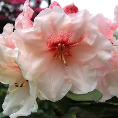 Рододендрон ХАНЯ	 в Рогачеве