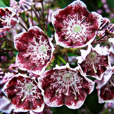 Кальмия БЛЕК ЛЕЙБЛ  в Рогачеве