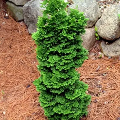 Туя СПИРАЛИС МИНИ западная в Рогачеве