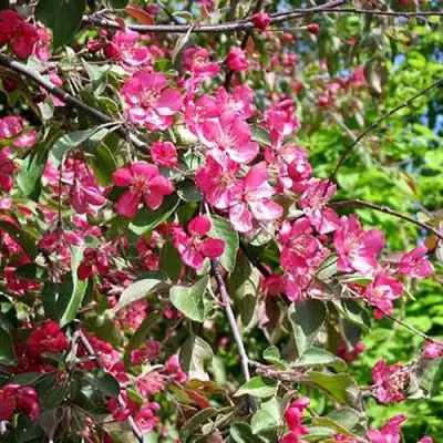 Яблоня КИТАЙКА ДОЛГО декоративная в Рогачеве